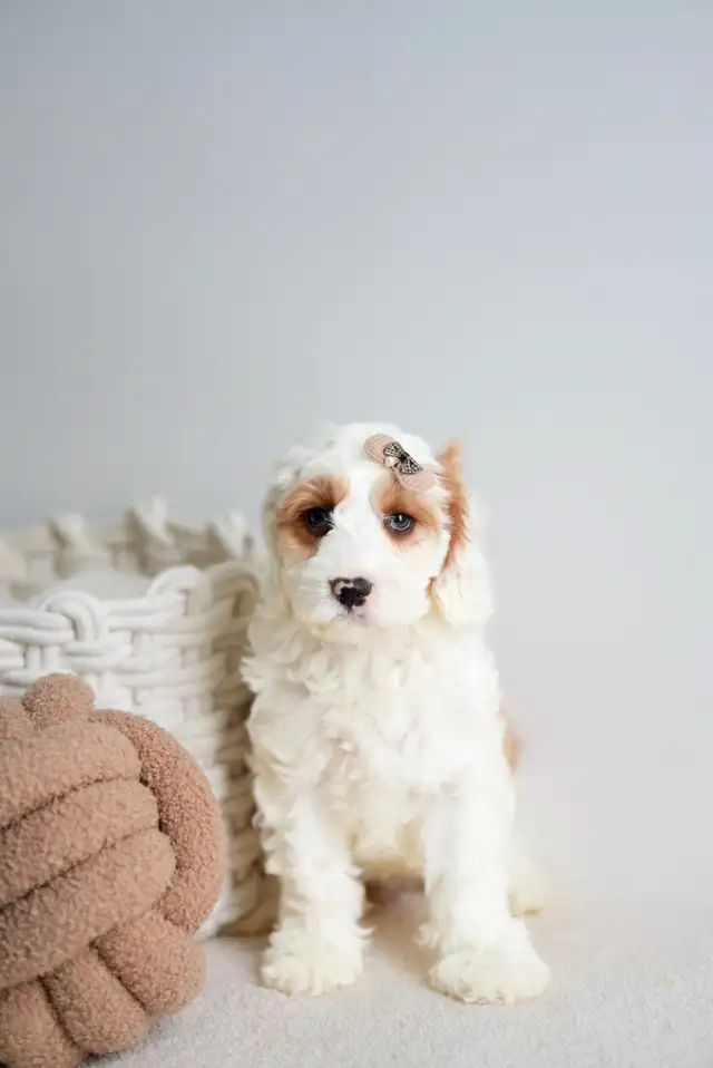 Mini Cockapoo Puppies Ready to Melt your Heart | Dogs & Puppies for ...