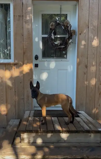 chiot Malinois pure race enregistrer CKC, View more