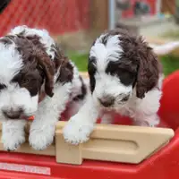 Aussidoodles for sale