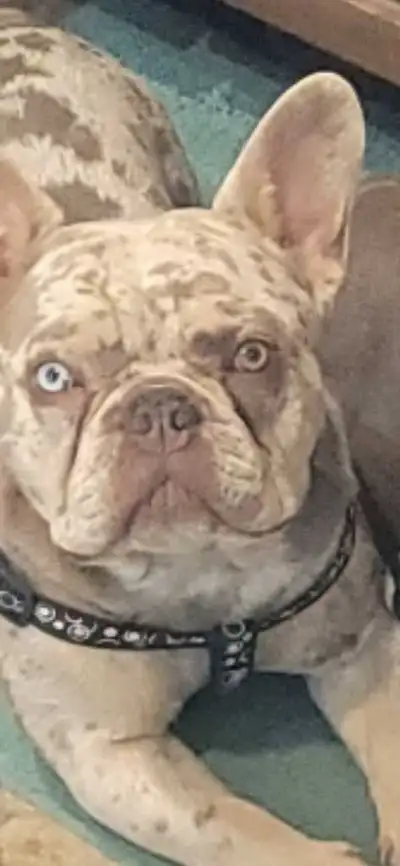 PUREBRED FRENCHIE MALE-looking for girlfriend, View more