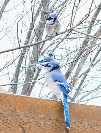 Massothérapeute certifié , View more