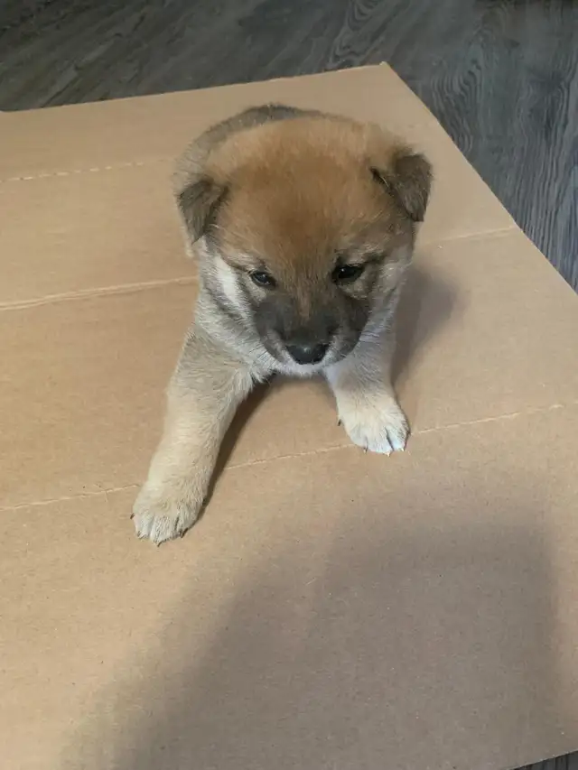 Purebred Shiba Inu  next litter arriving on or around July 15!!! in Dogs & Puppies for Rehoming in Oshawa / Durham Region - Image 8