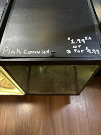 Pink convict juvenile 