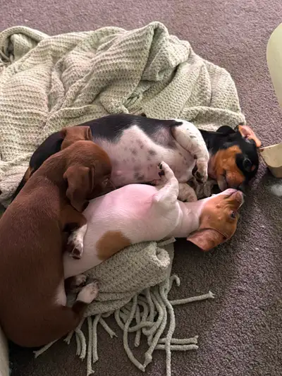 mini dachshund, View more