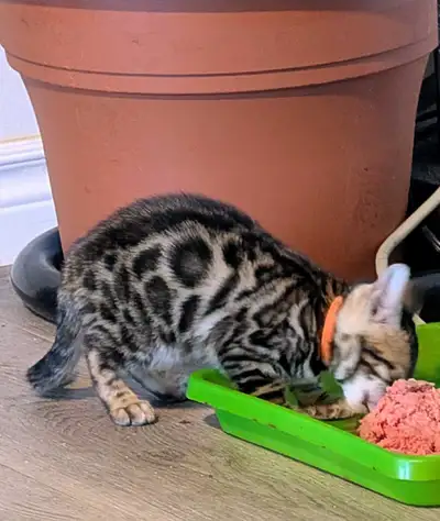 Top Quality TICA Registered Bengal Kittens., View more