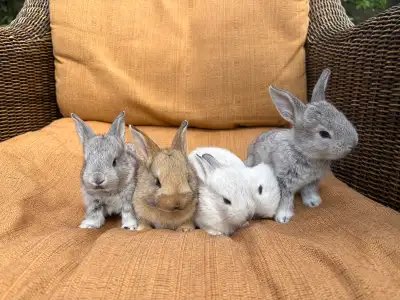 Flemish giant kits for sale, View more