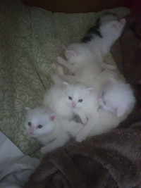 Beautiful White Turkish Angora Kittens