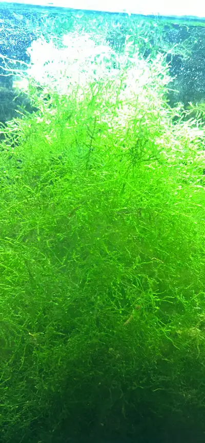 Java Moss, View more
