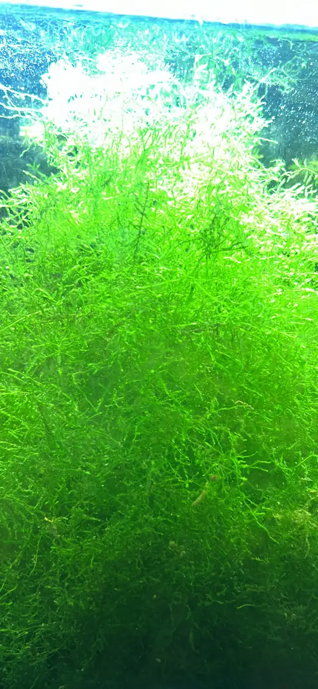 Java Moss in Plants, Fertilizer & Soil in Kamloops - Image 2