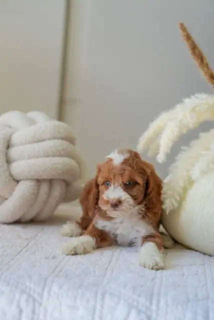 Adorable Mini Goldendoodles puppies for Loving Homes in Dogs & Puppies for Rehoming in Oakville / Halton Region - Image 5