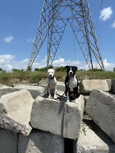 Trained Protection Terriers, View more