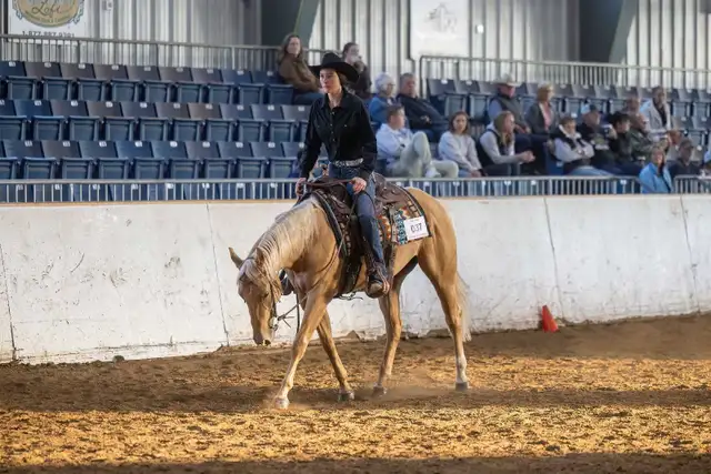 Broke Horses For Sale in Horses & Ponies for Rehoming in Owen Sound - Image 5