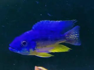 Spilonotus Tanzania Mdoka White Lips Fossochromis rostratus Malawi eyebiter Livingstonii Fuscotaenia...