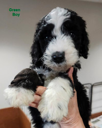 Stunning  Bernedoodles Ready Before Mother's Day