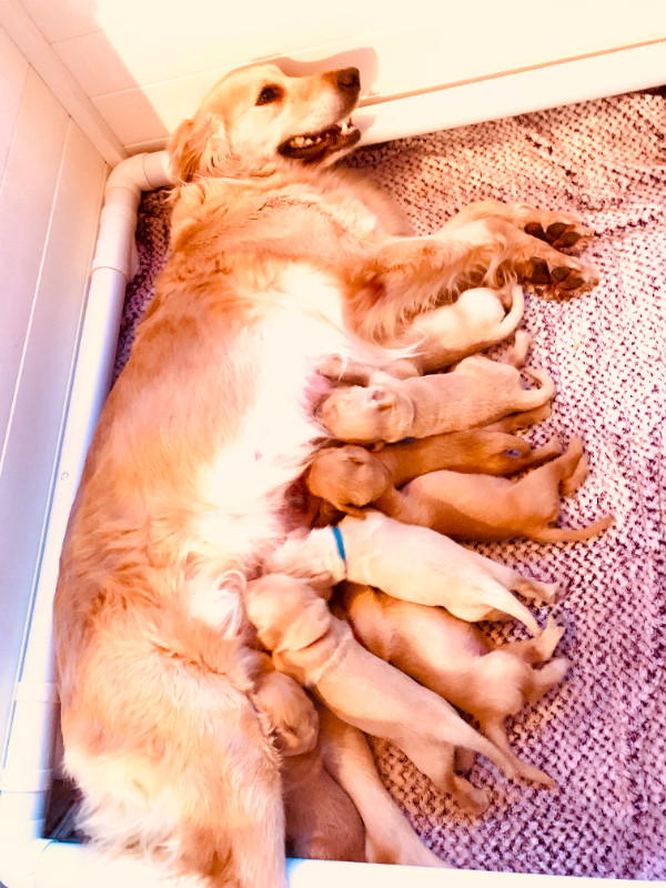 Golden Retriever Quality Breeder raises calm pups & therapy pups in Dogs & Puppies for Rehoming in City of Halifax - Image 3