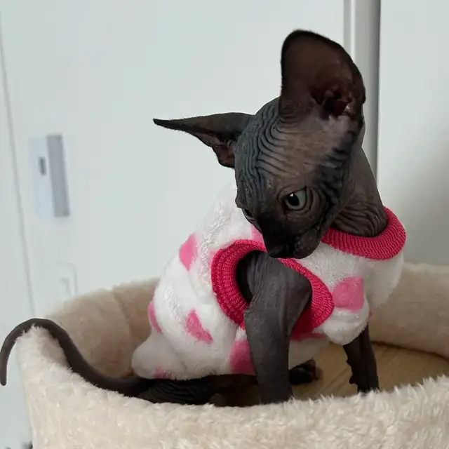 Purebred Sphinx kittens from Grand Champion(Ready for adoption )