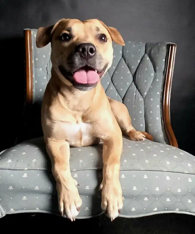 French bulldog x whippet mix in Dogs & Puppies for Rehoming in Markham / York Region - Image 3