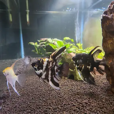 5 Angelfish and 4 Dwarf Rainbow fish Available Immediately., View more