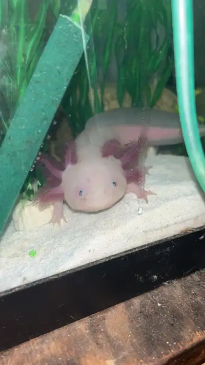 Looking for a female axolotl my girl needs a friend !