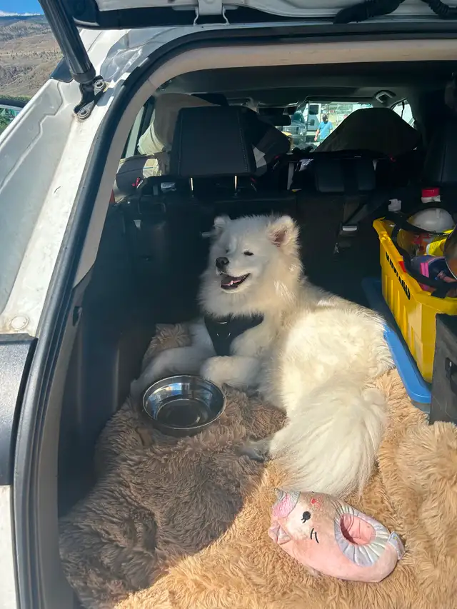 Bear, 1.5 year Samoyed in Dogs & Puppies for Rehoming in Burnaby/New Westminster - Image 3