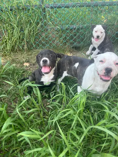 ••READY FOR HOMES••  FOUR FEMALES left ••, View more