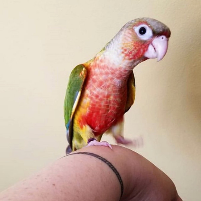 ⭐ ⭐ BABY ⭐ Conure with Cage & Food⭐ ⭐ in Birds for Rehoming in City of Toronto - Image 3