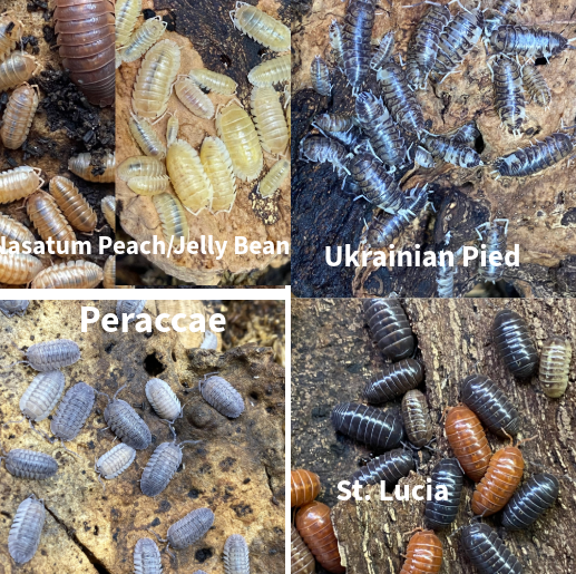 Updated Isopod List - Reduced Prices and New Pods! in Reptiles & Amphibians for Rehoming in Kingston - Image 5