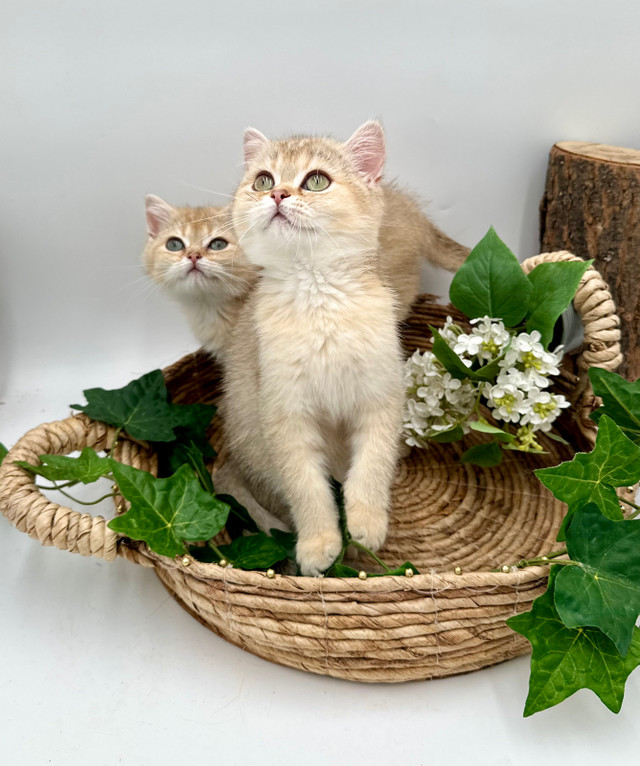 British Shorthair Kittens TICA registered  in Cats & Kittens for Rehoming in Markham / York Region