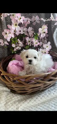 Gorgeous TINY Maltese Puppies!