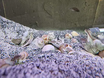 shell dwellers multifasciatus, View more