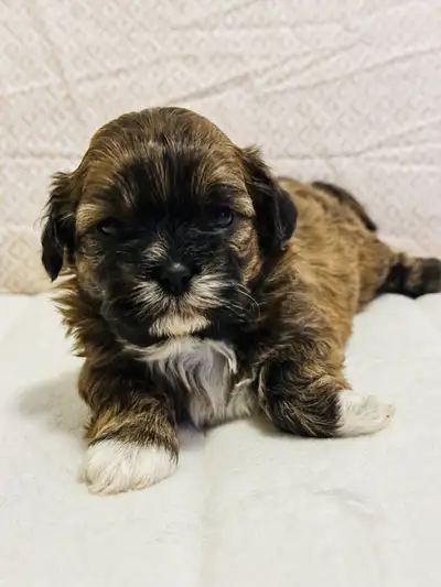 ADORABLE SHIH-POO PUPPIES READY FOR LOVING HOMES, View more