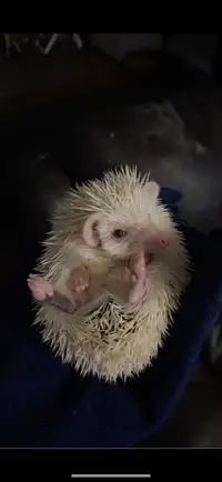 2 year old male hedgehog with all cage equipment + accessories