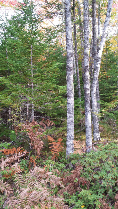 32 acres near Louisdale, Whiteside Road.  Wooded. in Land for Sale in Cape Breton - Image 3