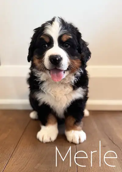 Bernese Mountain Dog Puppies - All SOLD, View more