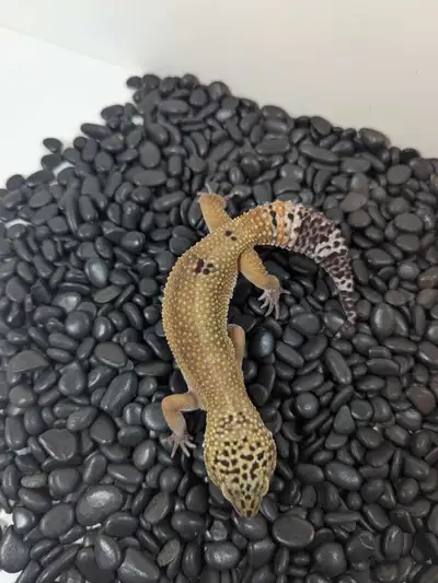 Genetics: Tangerine Het Tremper Ablino Sex: female Hatch Date: May 29 2024 Parents: Cinderella & Fur...