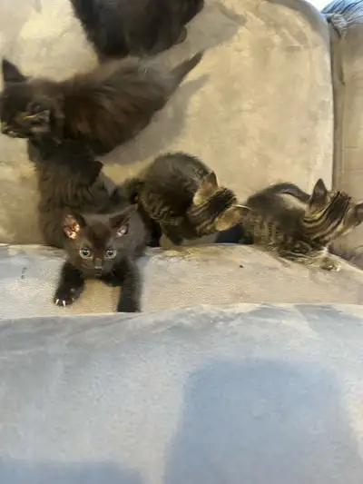 Litter of Kittens!, View more