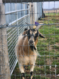 3 Female Nigerian Dwarf Doe