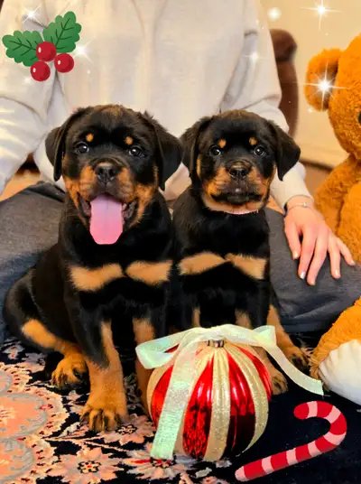 Rottweiler Puppies, View more