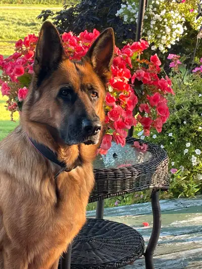 Purebred CKC German Shepherds, View more