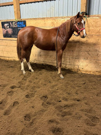 Beautiful 2 year old  paint mare apha pending