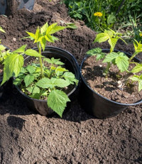 PLANTS FOR SALE - Tomatoes, Sweet Pepper, Raspberry and Rhubarb