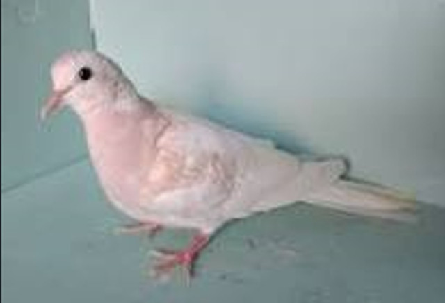 Pair of Ringneck Doves in Birds for Rehoming in Burnaby/New Westminster