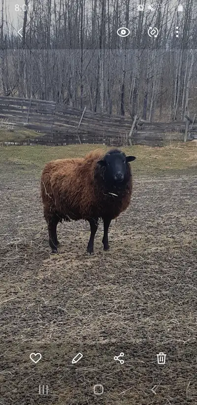 One year old Ram, View more