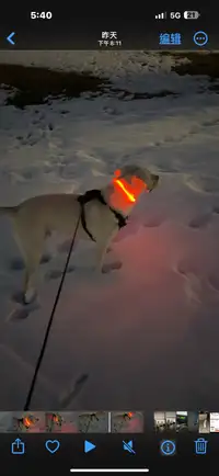 Dog light up safety collar
