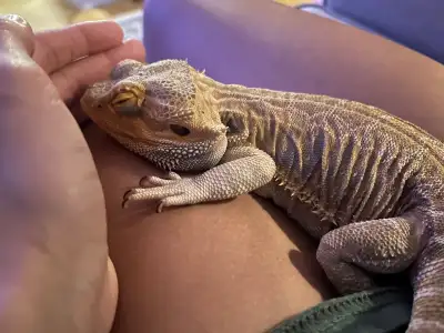 Male Bearded dragon , View more