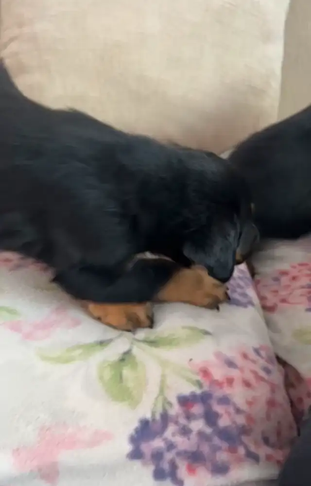 Rottweiler Puppies 2F 2M in Dogs & Puppies for Rehoming in Oakville / Halton Region - Image 11