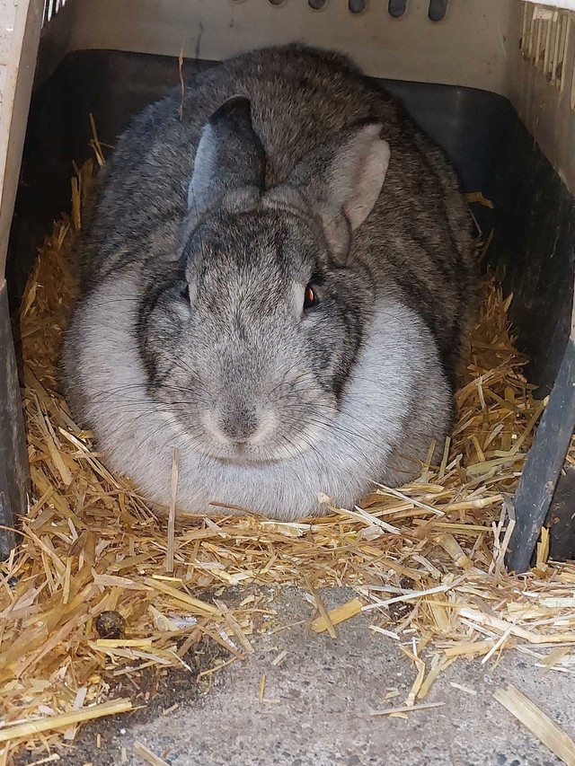 Full breed flemish giants  in Small Animals for Rehoming in Abbotsford