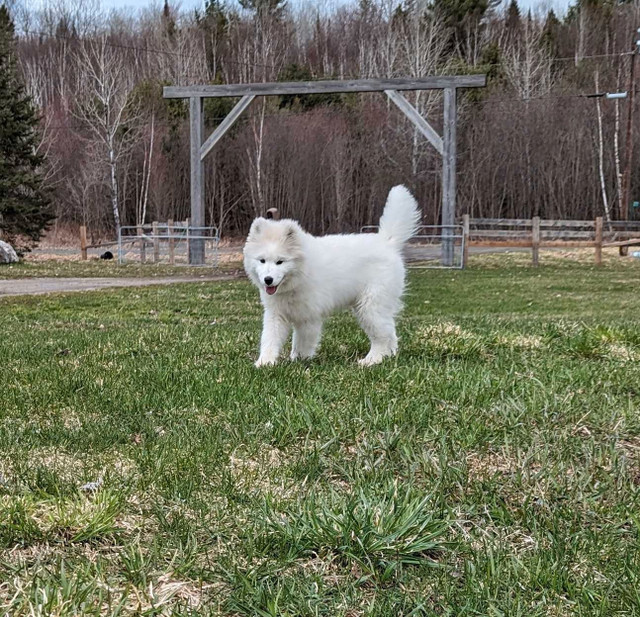Samoyed puppy in Dogs & Puppies for Rehoming in North Bay - Image 2