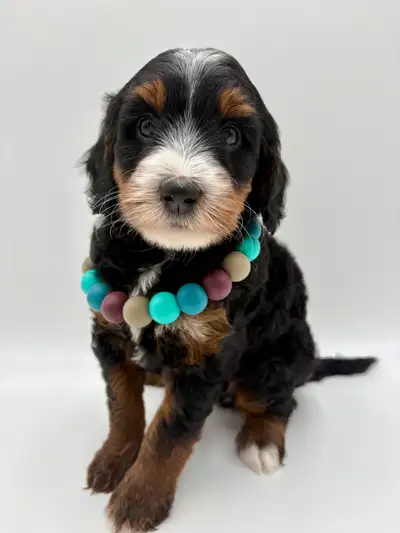 Mini Bernedoodle, View more