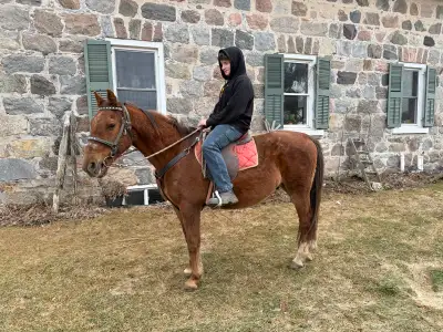 Kids horse!, View more